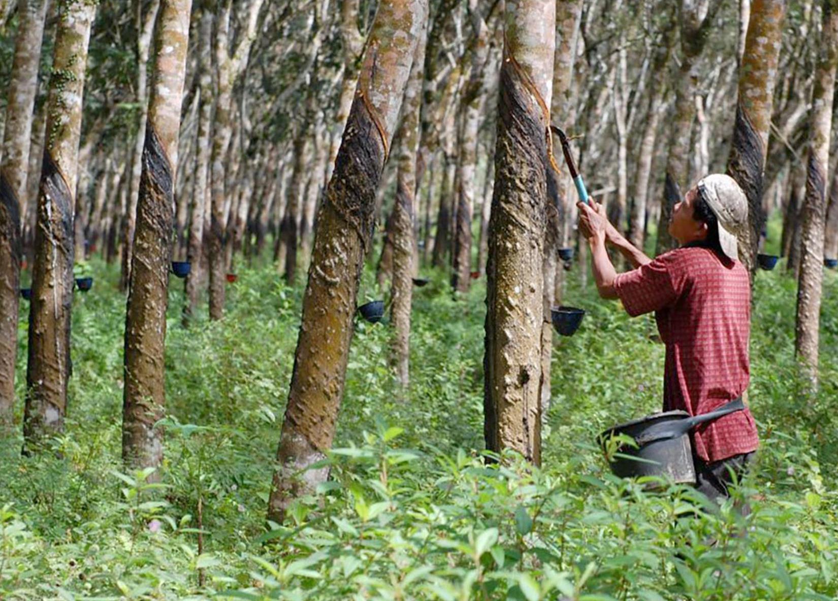 Kabupaten Di Sumatera Selatan Penghasil Karet Terbesar