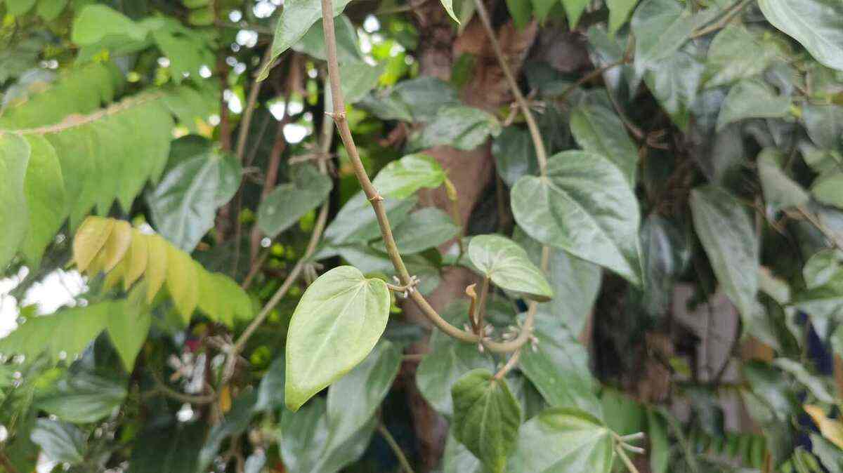 Si Kecil Batuk Pilek, tapi Alergi Obat kimia? Tenang Jangan Panik Cukup Pakai Daun Sirih Si Kecil Ceria Lagi