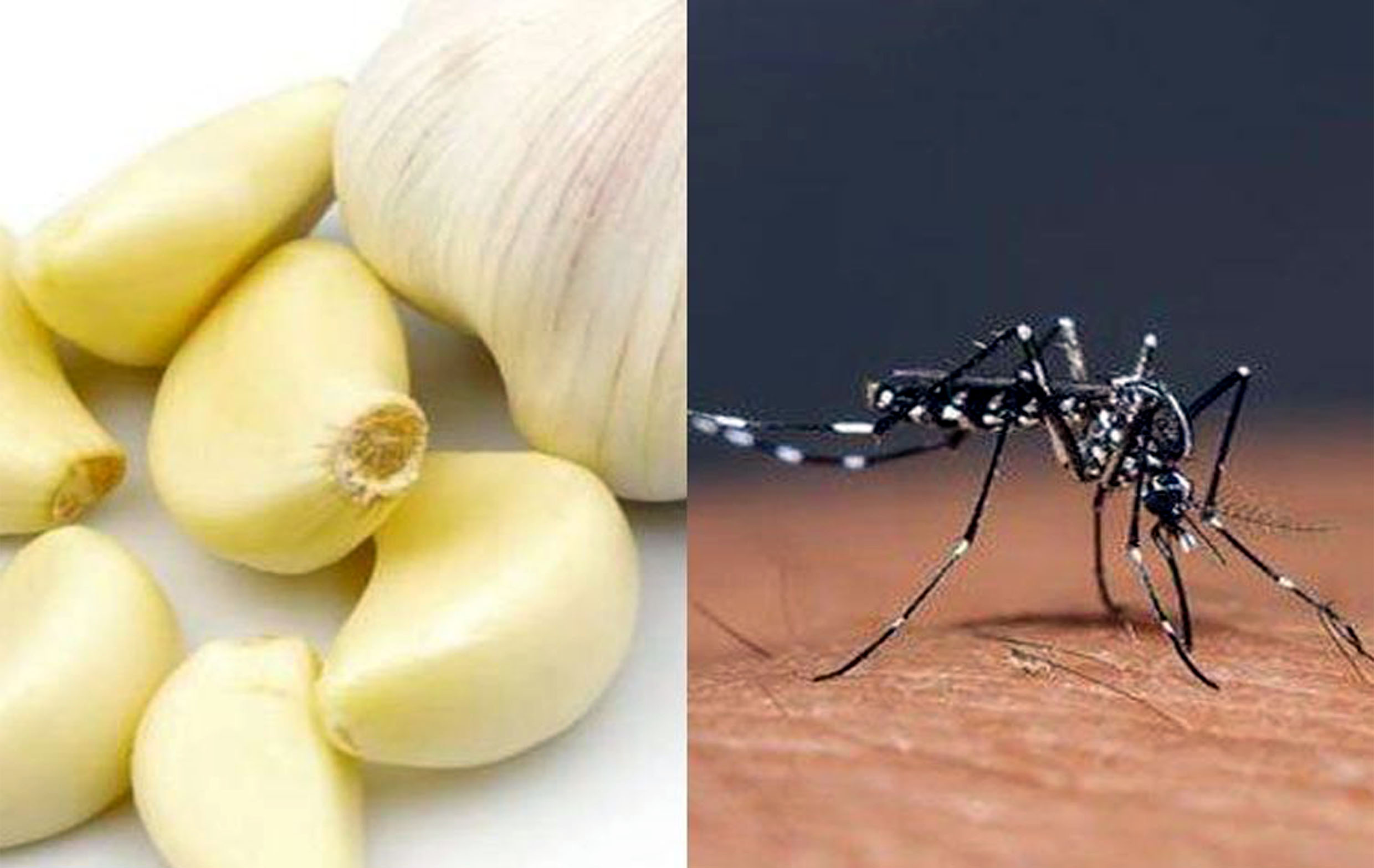 Obat Nyamuk Bebas Asap! Hanya Dengan 2 Bahan Dapur Ini Nyamuk Dijamin Kabur