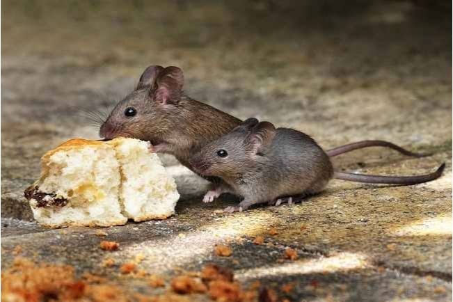 Ini 6 Tips Mengusir Tikus di Lemari Dapur, Basmi Tuntas Hingga Tempat Persembunyian