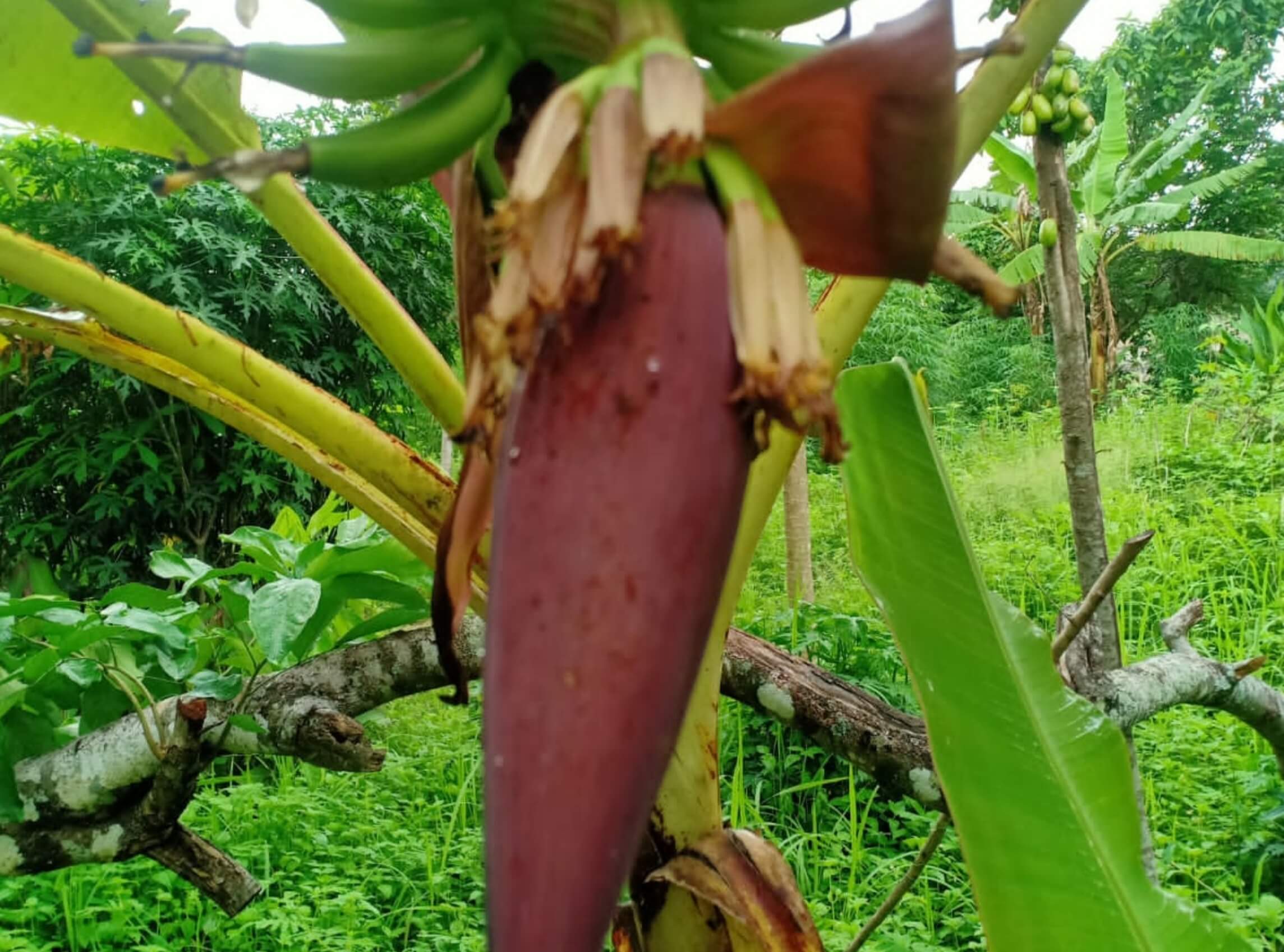 Jangan Hanya Suka Mengonsumsinya Saja, Yuk Ketahui Juga Manfaat Jantung Pisang untuk Kesehatan