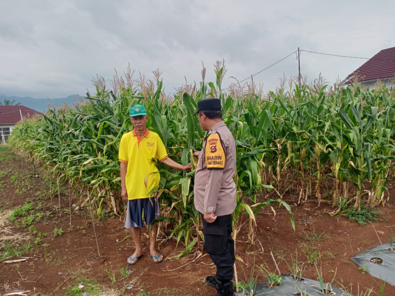 Jagung jadi Harapan Baru Warga Semende