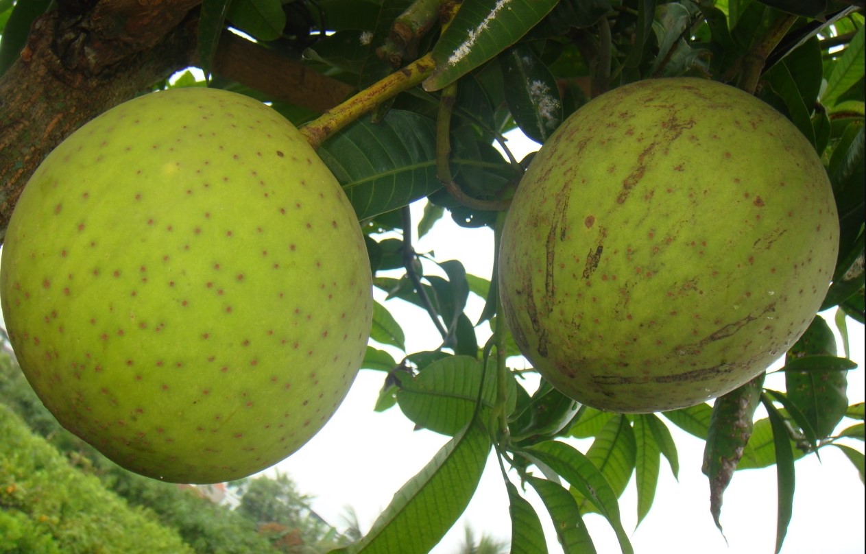 5 Manfaat Buah Kweni untuk Kesehatan yang Jarang Diketahui, Kaya Vitamin dan Antioksidan