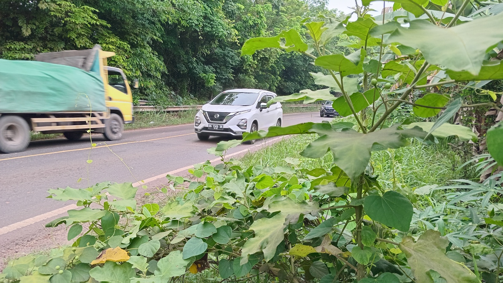 Ketemu Pokak Tumbuh Sembarangan di Pinggir Jalan Raya, Kurawat karena Aku Tahu Khasiatnya Luar Biasa 