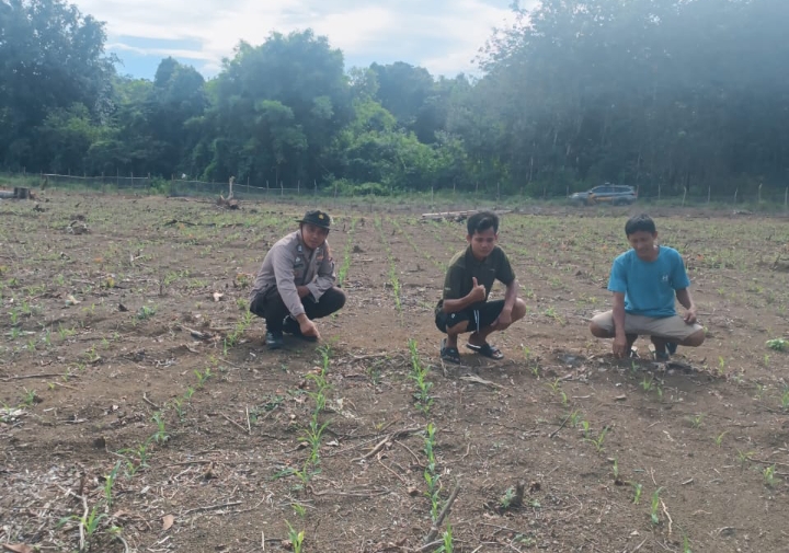Polisi Pantau Perkembangan Bibit Jagung Program Nasional di Desa Sugihan