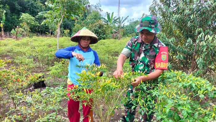 Sebagai Bentuk Dukungan untuk Para Petani, Ini yang Dilakukan Babinsa Koramil 404-05/Tanjung Enim