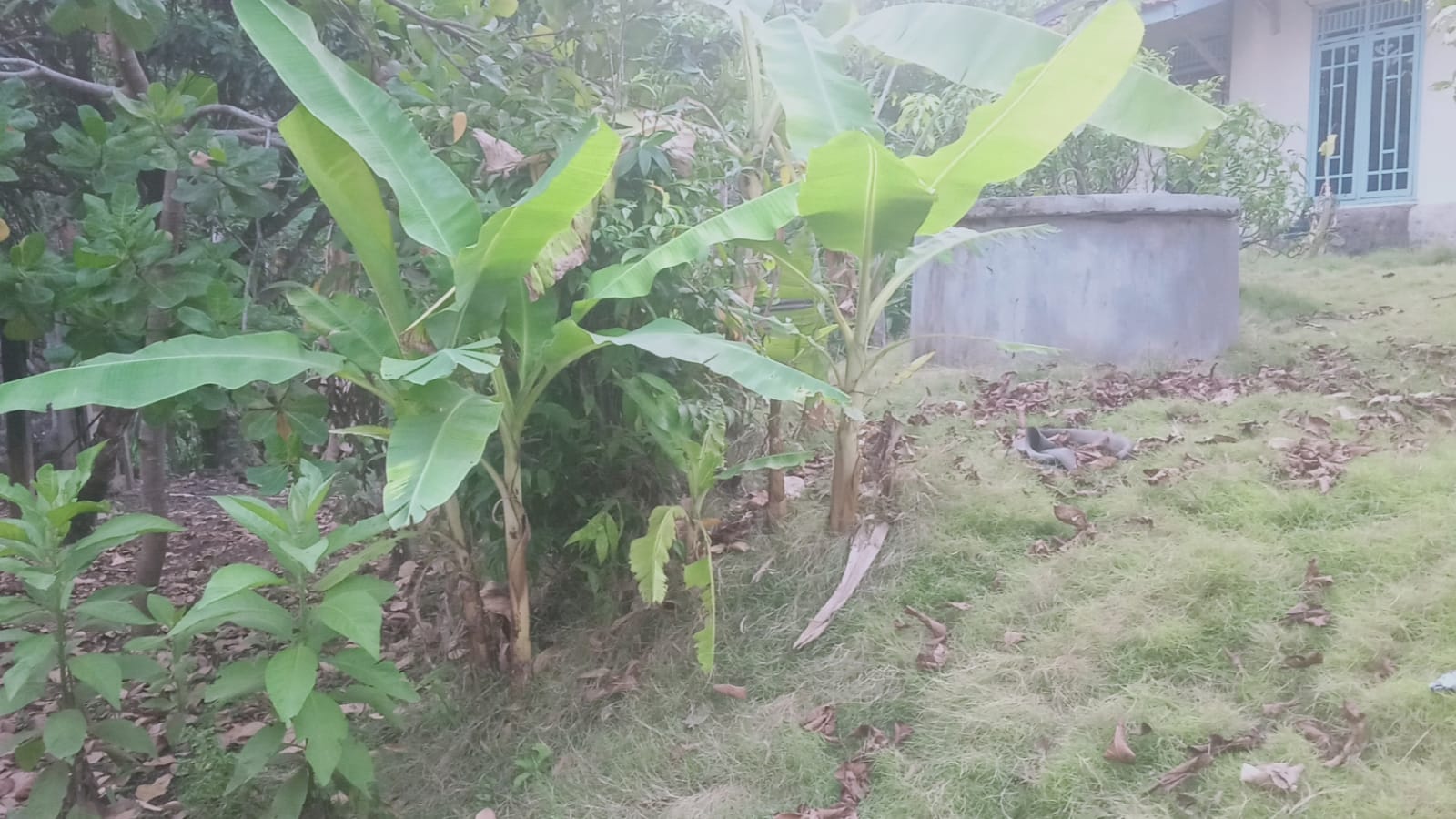 Mitos atau Fakta Tanaman Pisang Tidak Boleh Ada di Pekarangan Rumah karena Sarang Jin