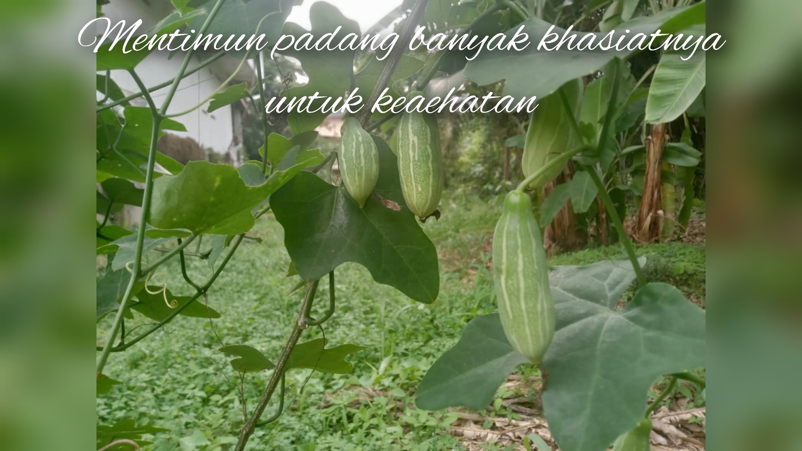 Mentimun Padang Ternyata Banyak Manfaatnya Bagi Kesehatan 