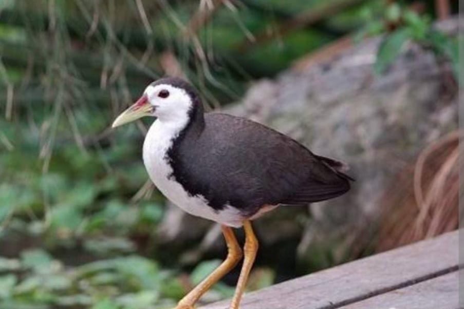 7 Manfaat Mengkonsumsi Burung Ruak - Ruak yang Wajib Anda Ketahui