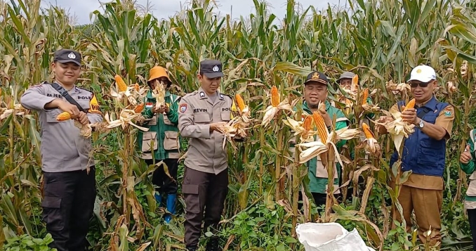 Desa Lubuk Enau Muara Enim Panen Raya Jagung
