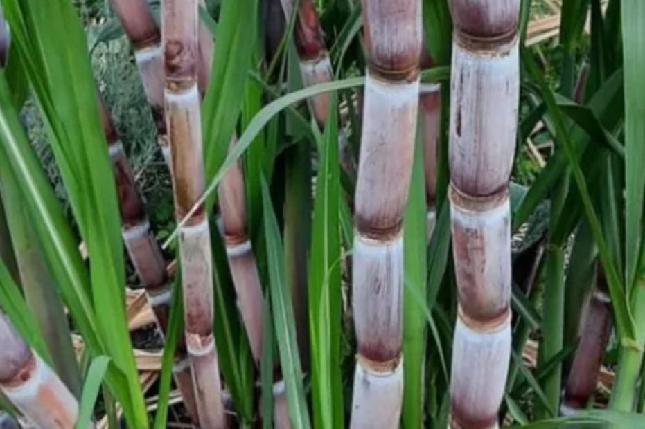 Tebu Adalah Bahan Baku Gula, Tahukah Kamu 7 Manfaat Tebu Yang Wajib Anda Ketahui