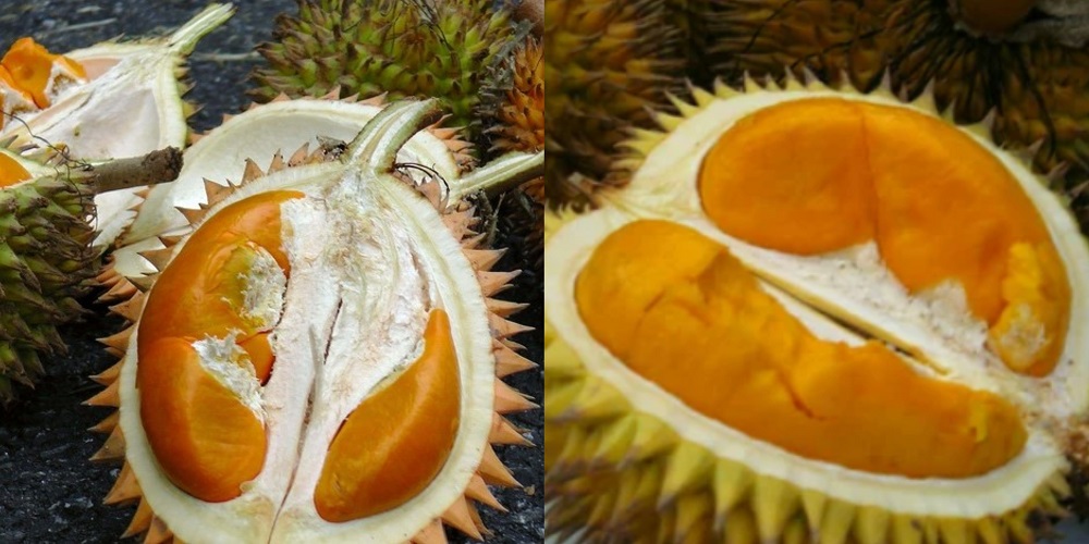 Berbiji Kecil dan Berdaging Tebal, Penghobi Pasti Suka Buah Durian yang Satu Ini