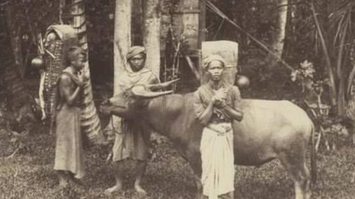 Ternyata Suku Wajak ini Suku Tertua di Indonesia, Sudah ada Sejak 1 Juta Tahun Lalu