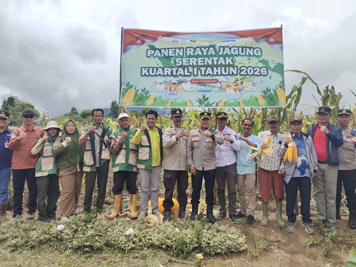 Semangat Tani MEMBARA, Kelompok Tani Tanjung Raya Sukses Panen Jagung