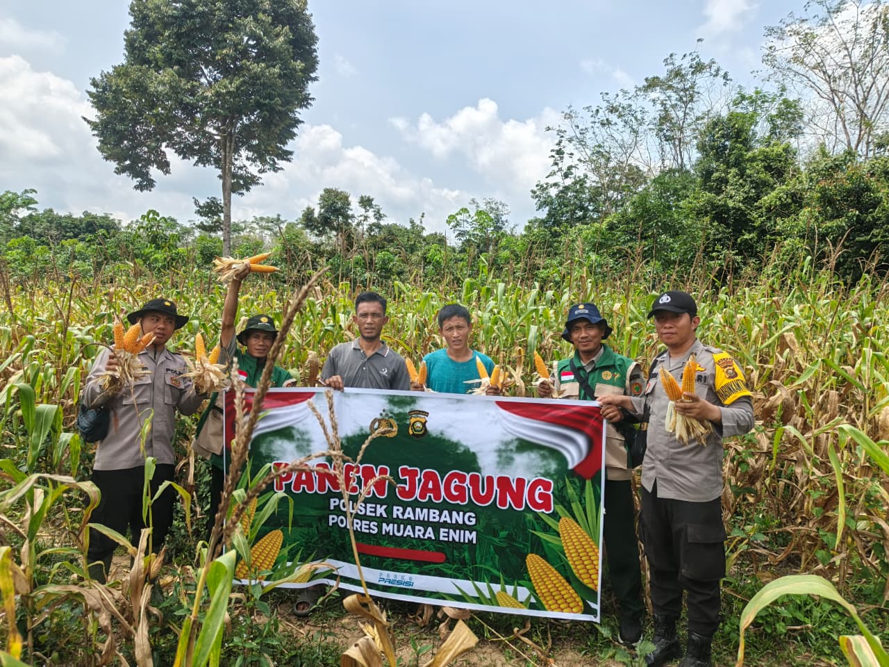 Desa Sugihan Panen Jagung Program Ketahanan Pangan
