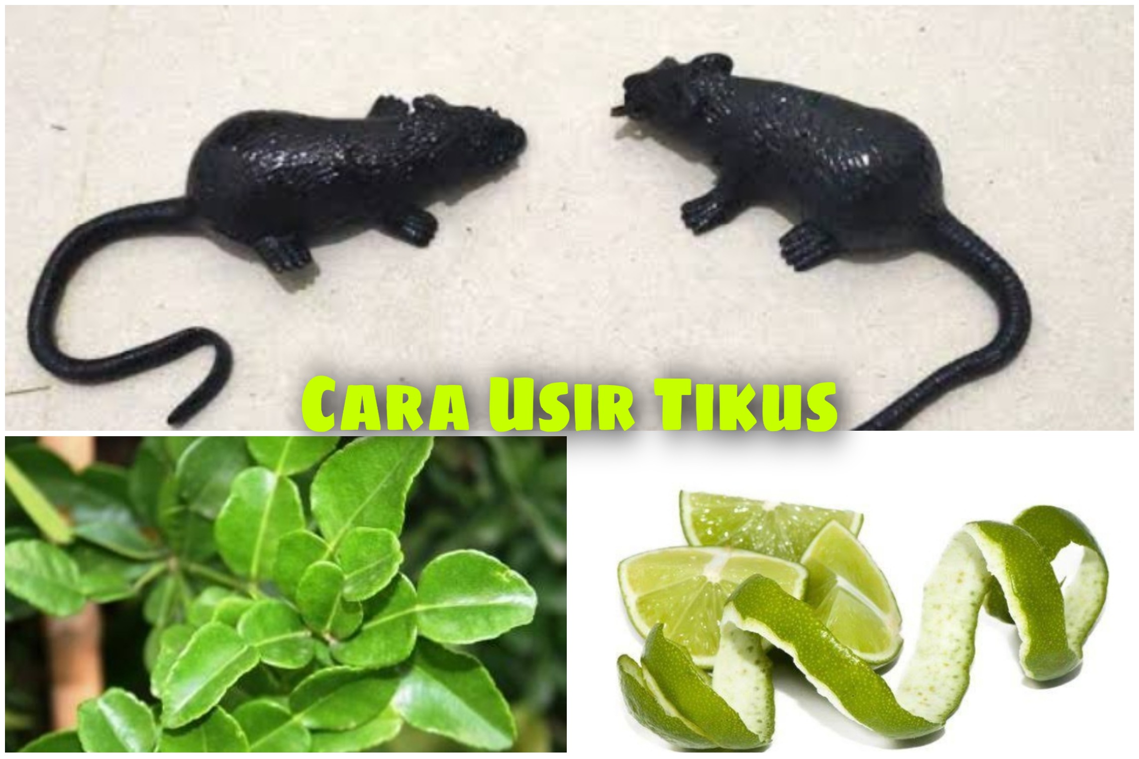 Cara Ampuh Usir Tikus Dijamin Gak Balik Lagi! Cukup Modal Daun Jeruk Nipis dan Kulit Jeruk, Begini Membuatnya