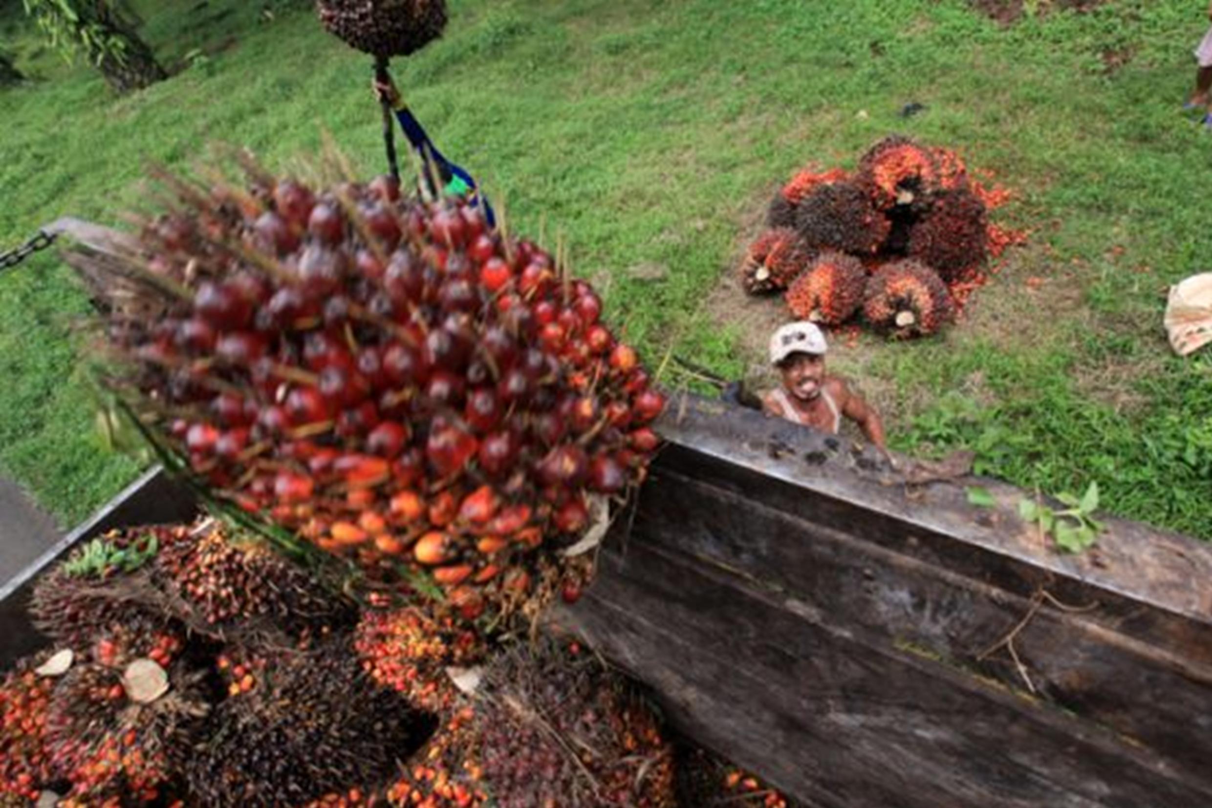 Harga Sawit Terjun Bebas, Ini Harapan Petani Kepada Pemerintah