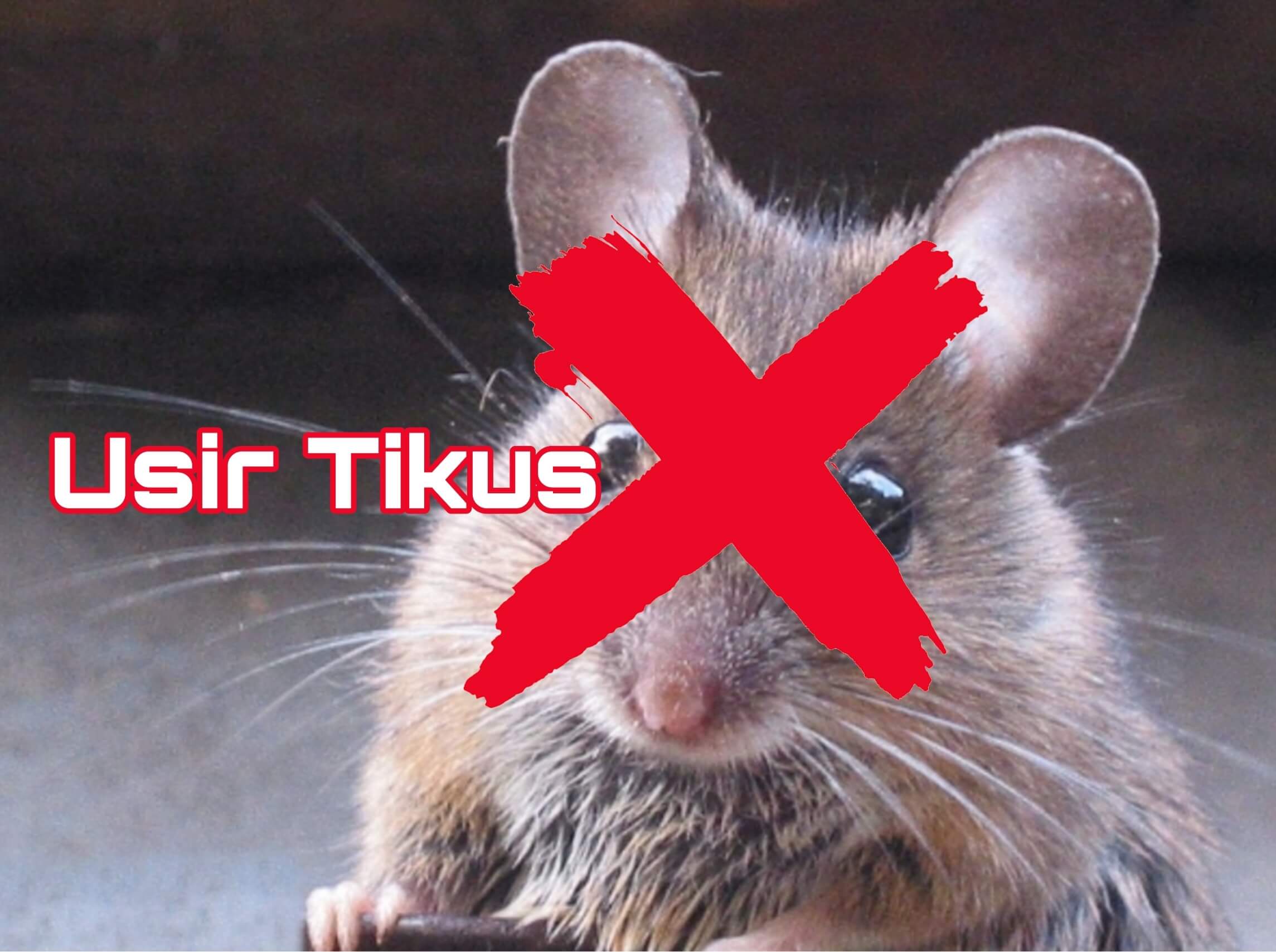 Kulit Jeruk Nipis Jangan Dibuang, Pakai Saja untuk Usir Tikus, Dijamin Gak Baik Lagi