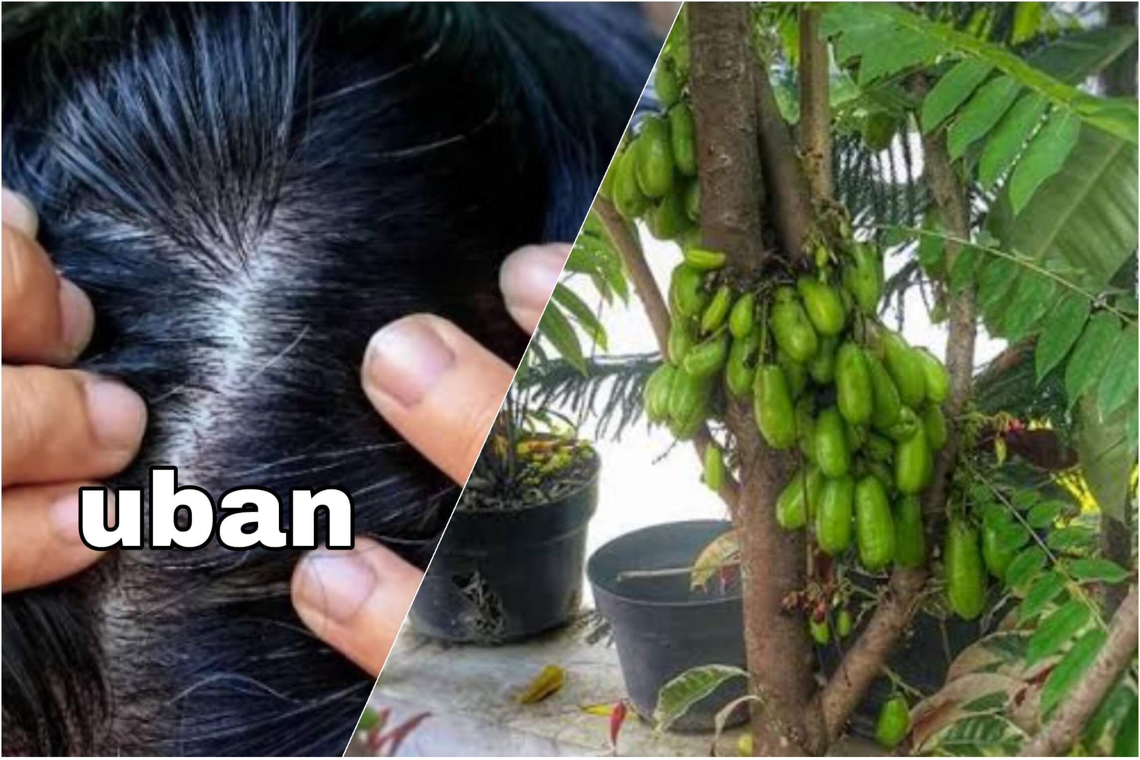 Hilangkan Uban Pakai Belimbing Wuluh, Ini Cara Membuat dan Menggunakannya, Dijamin Rambut Hitam Legam