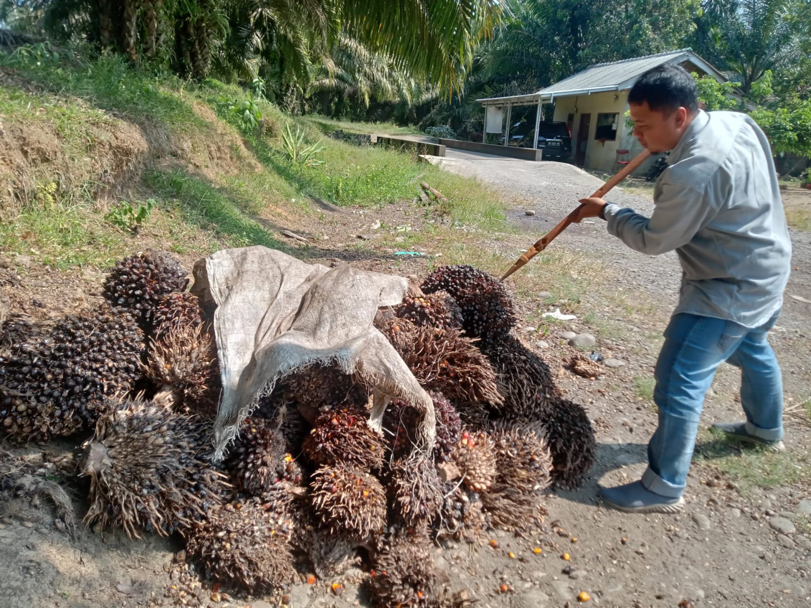 Produksi Menurun, Harga Sawit di Muara Enim Justru Naik