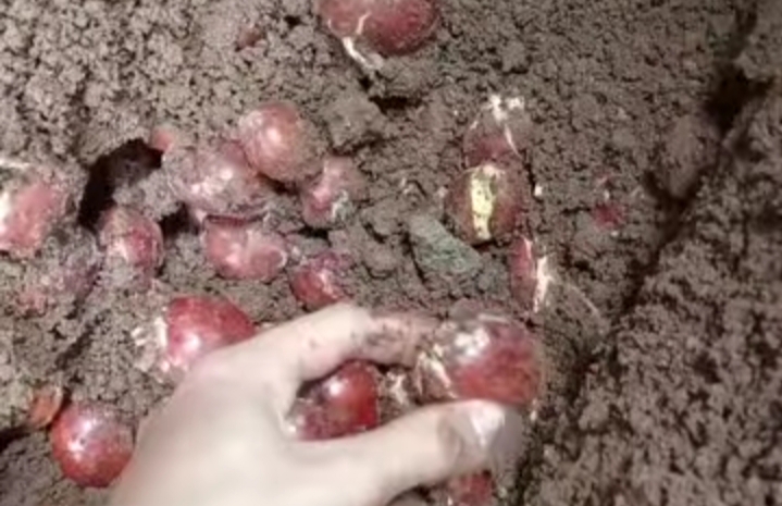 Yuk Kenali, Berikut Efek Keracunan Jengkol