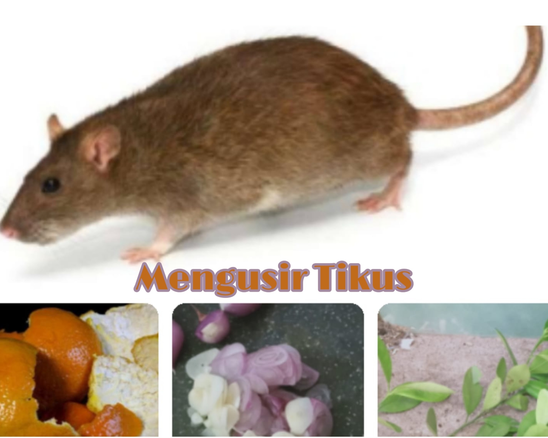 Tebar Aja Daun Jeruk Nipis, Kulit Jeruk dan Irisan Bawang Merah, Tikus Kabur Gak Balik Lagi