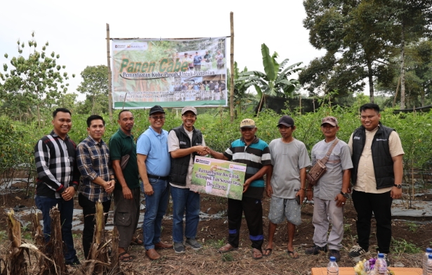 Panen Cabai dan Kerja Sama Bisnis Baru, Bukti Transformasi PETI Berjalan Sukses di Desa Darmo