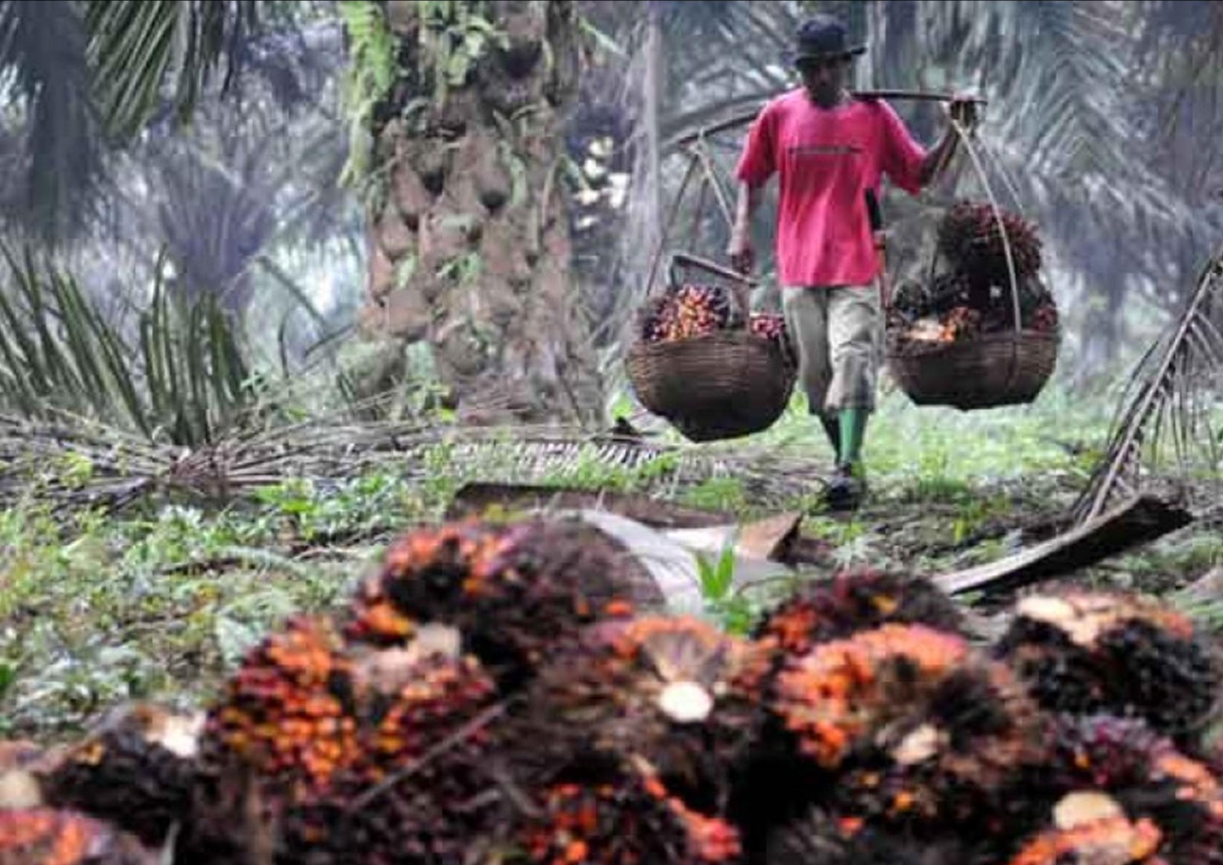 Petani Kelapa Sawit Minta Pemerintah Lanjutkan Moratorium Sawit