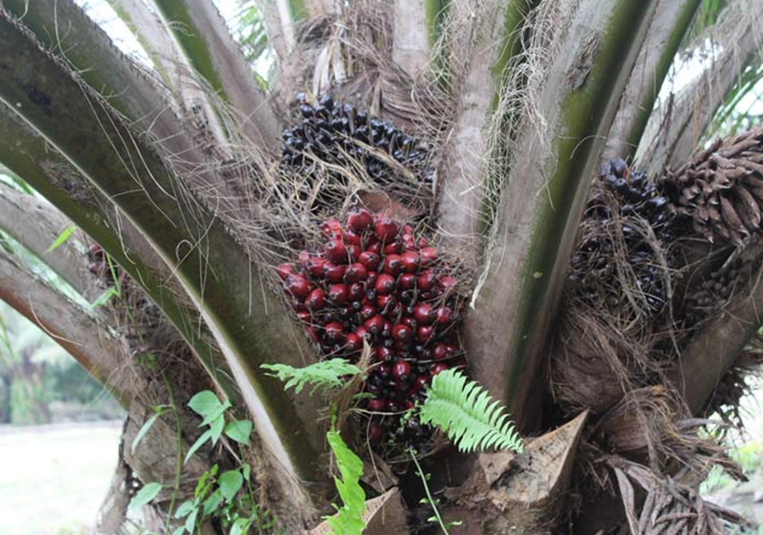 Team Trabazz Polsek Gunung Megang Bekuk Pelaku Pencurian Buah Sawit