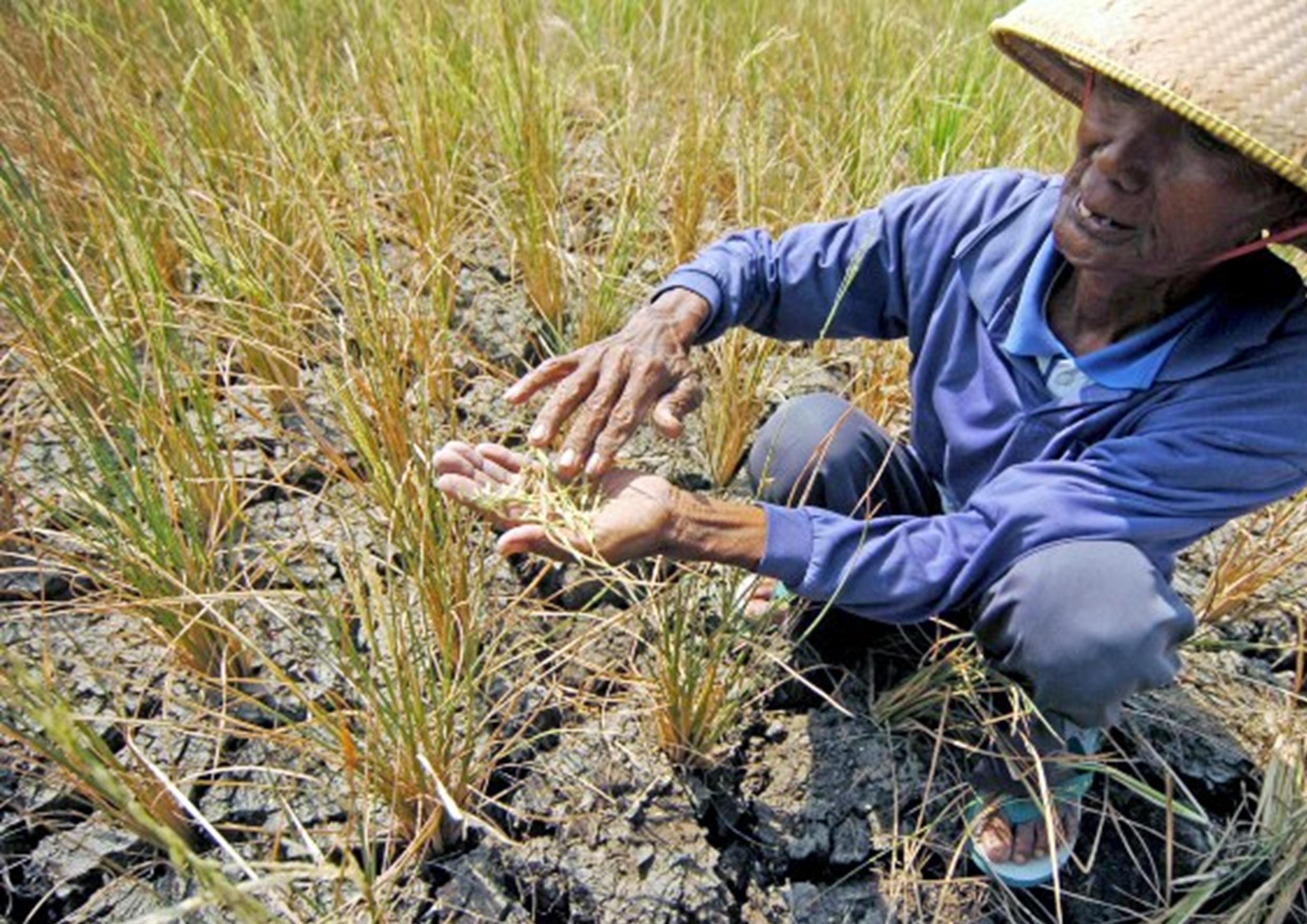 Musim Kemarau Melanda, Petani Disarankan Ikut Asuransi Tani