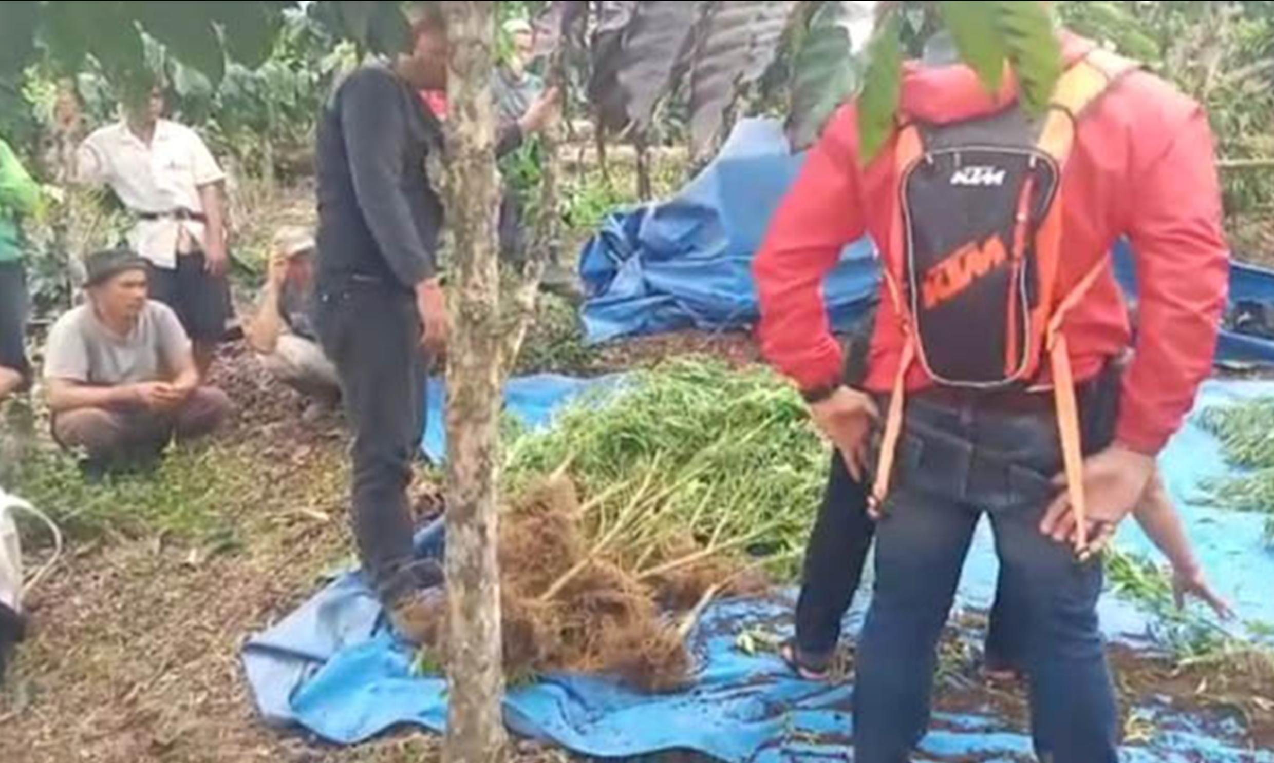 Polisi Temukan Ladang Ganja Seluas Satu Hektare Siap Panen