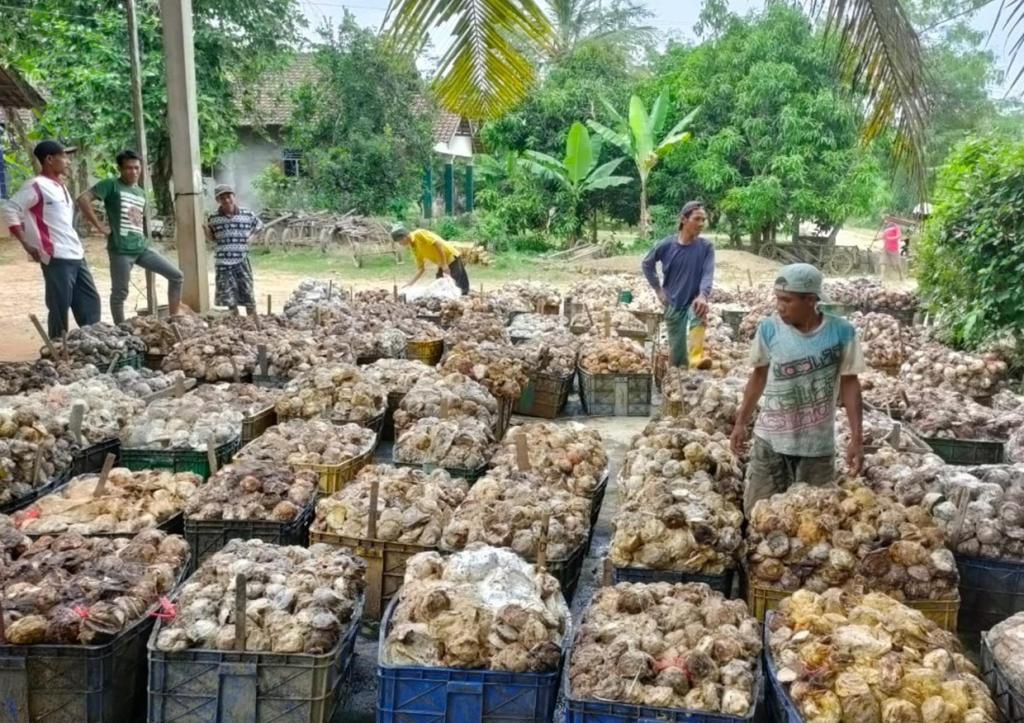 Musim Penghujan, Produktivitas Getah Karet Menurun