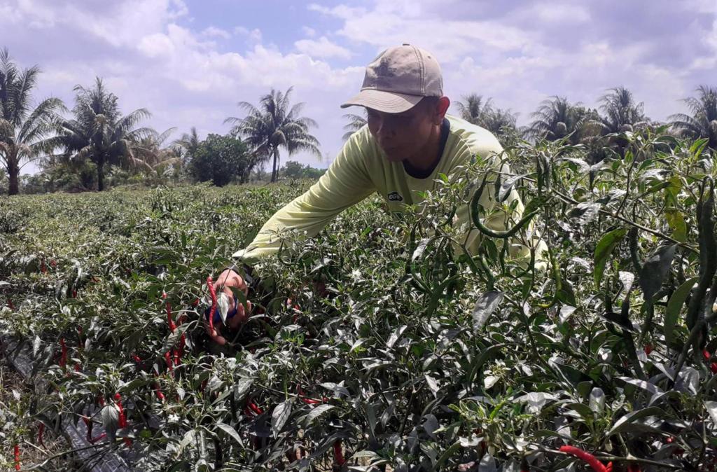 Harga Cabai Naik, Petani di Daerah Ini Kantongi Ratusan Juta