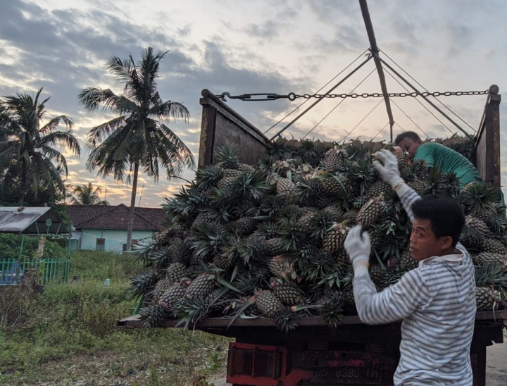 Petani Nanas di Muara Enim Sumsel Butuh Bantuan Pemerintah