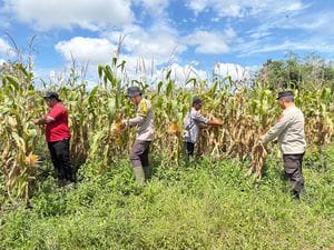 Wujudkan Swasembada Pangan, Panen 4 Ton Jagung Pipil