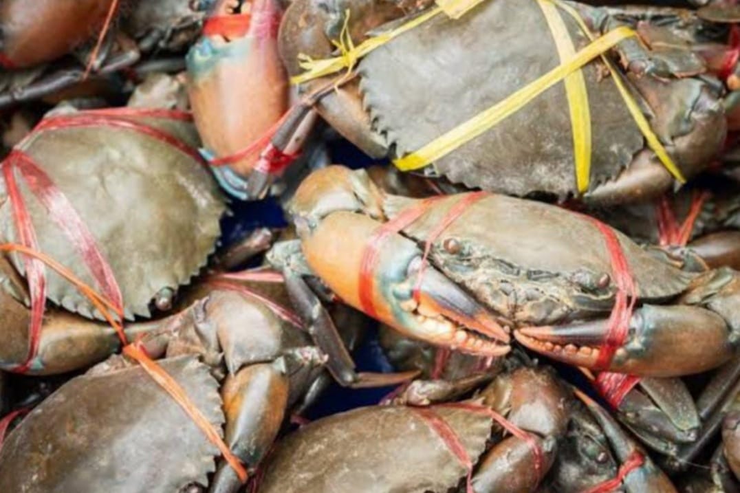 5 Kandungan Gizi Yang Harus Anda Ketahui Dalam Mengkonsumsi Kepiting