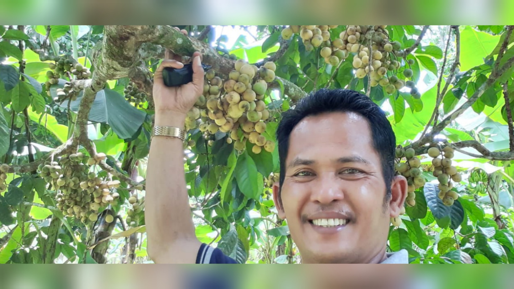 Buah Duku Melimpah Harga Anjlok