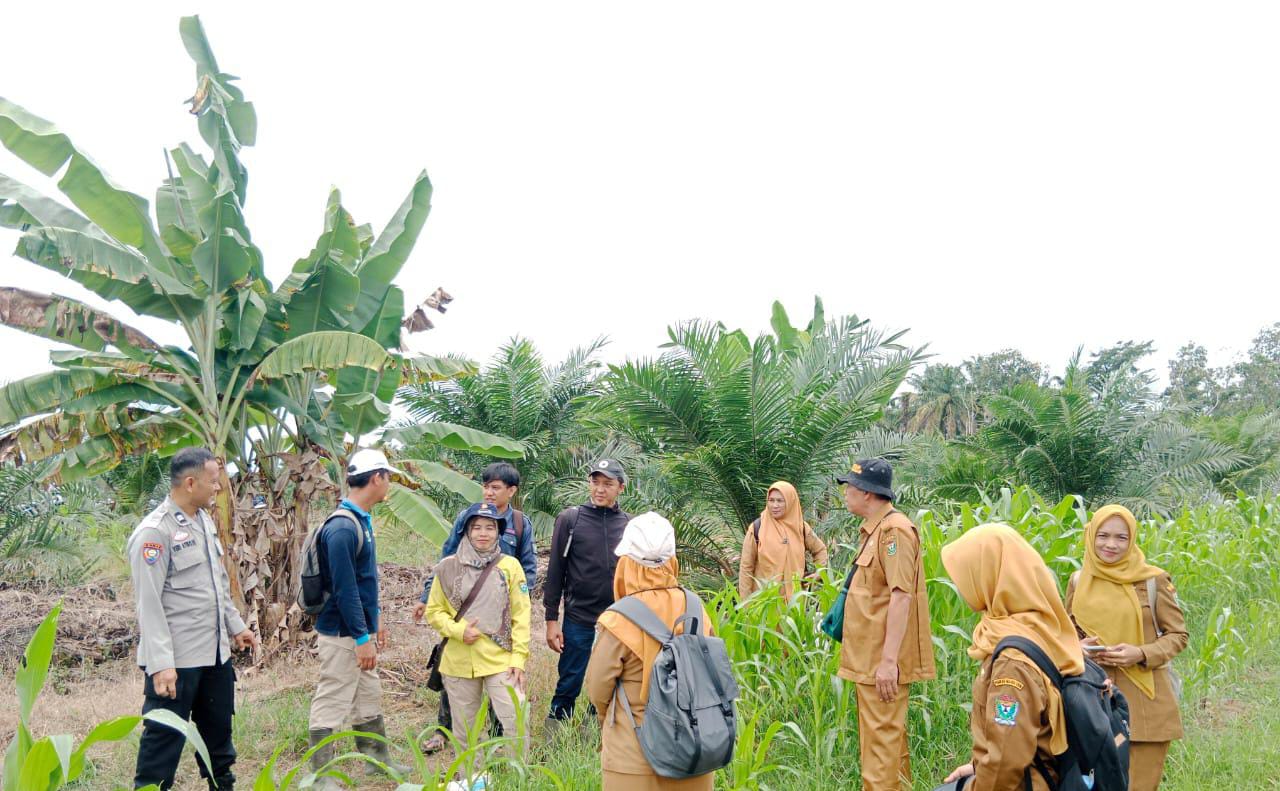Pertumbuhan Jagung Kurang Maksimal, Tim Penyuluh Cek Lapangan