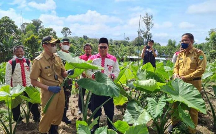 Bupati PALI Heri Amalindo Ajak Petani Tanam Talas Beneng