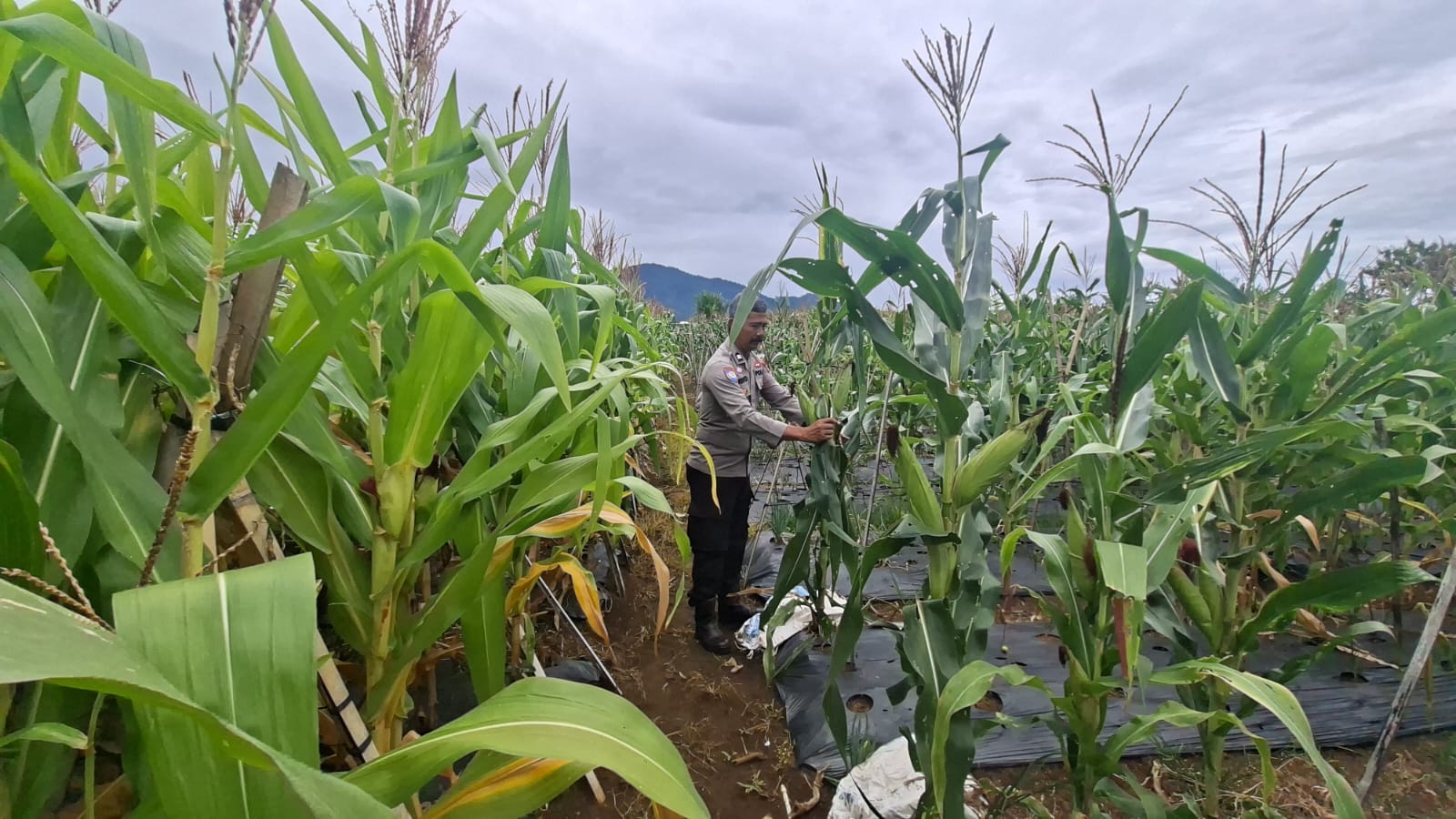 Komoditas Jagung di Pagar Agung Siap Panen