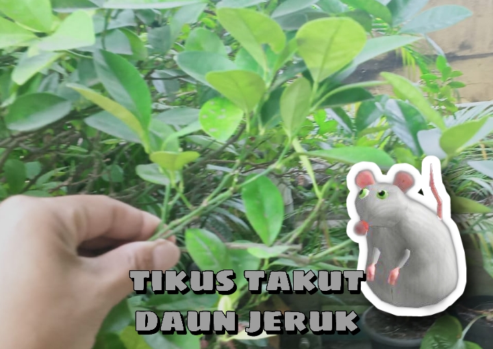 Kenapa Tikus Takut dengan Daun Jeruk Nipis? Ternyata Ini Sebabnya