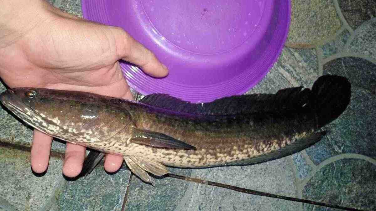 Ikan Predator ini Banyak Manfaatnya Bagi Kesehatan Tubuh Anda, Ikan Apakah Itu? Simak Penjelasannya