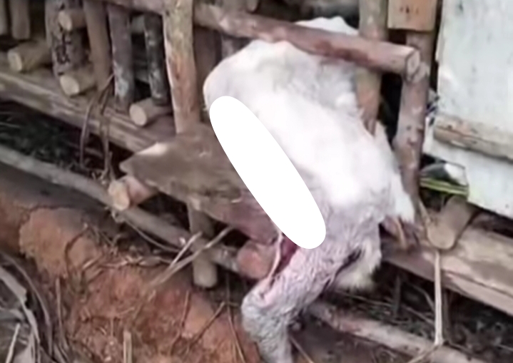 Diduga Hewan Buas Teror Ternak Warga di Muara Enim, Polisi Sampaikan Imbauan Ini