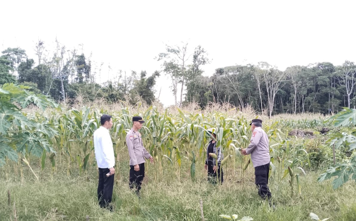 Potensi Panen Jagung 10 Ton Perkuat Ketahanan Pangan