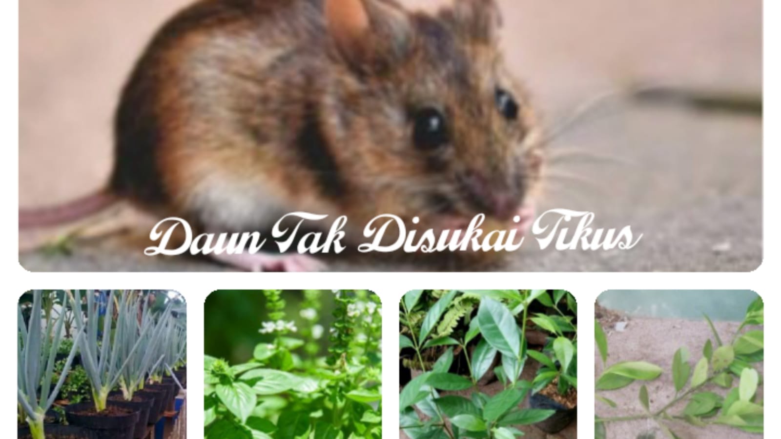 Tikus Paling Tidak Suka 4 Jenis Daun Ini 