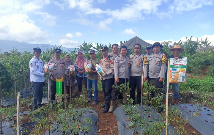 Ketahanan Pangan Nasional, Warga Tanam Jagung di Sela Bedengan Cabai