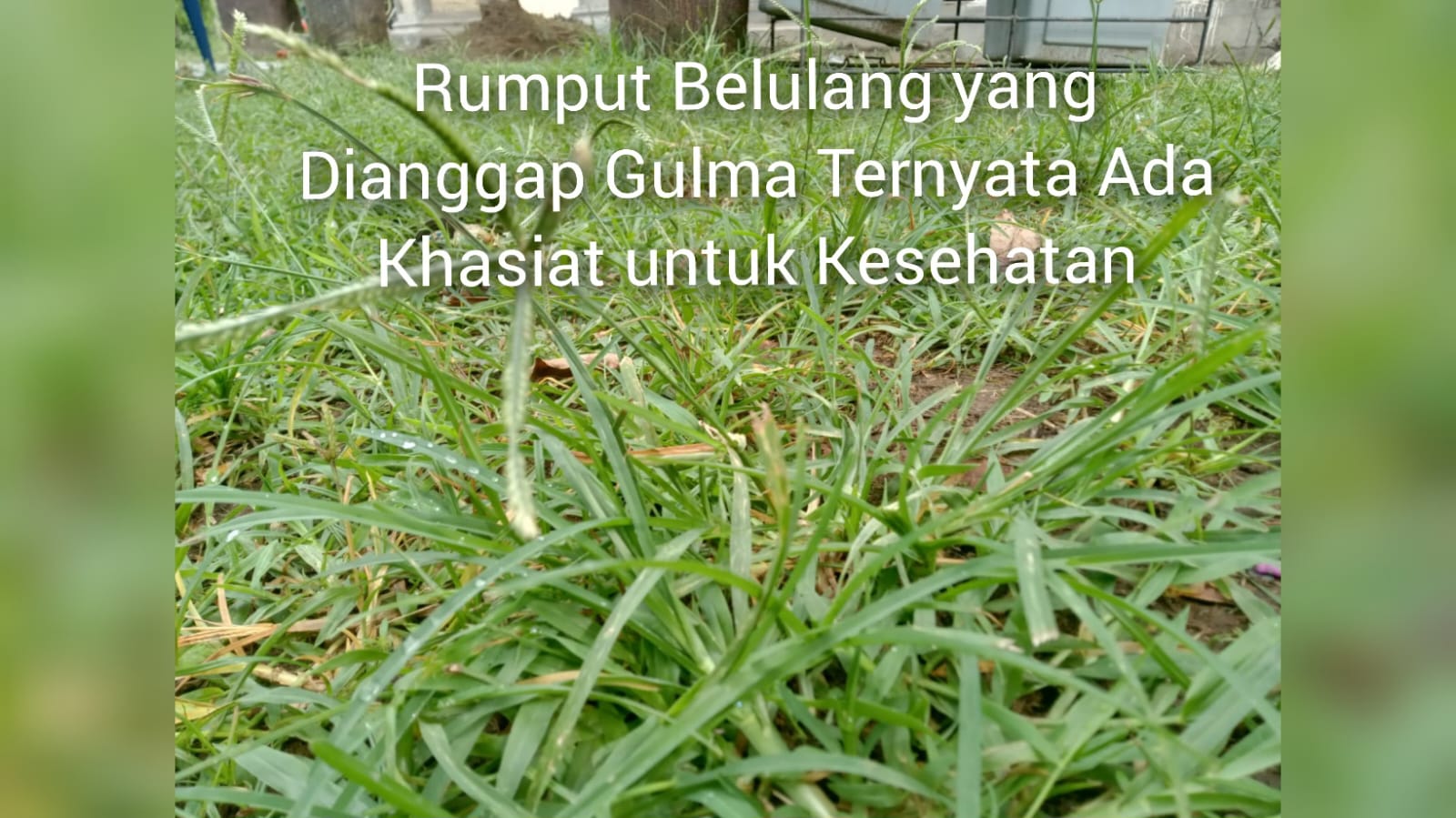 Meski Dianggap Gulma, Ternyata Rumput Belulang Memiliki Manfaat Kesehatan yang Tersembunyi