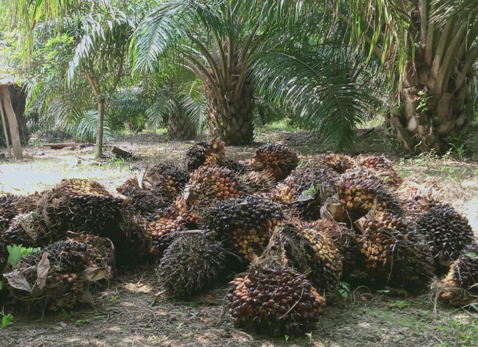 Aduh, Harga TBS Sawit Sumatera Selatan Turun, Berikut Daftar Harganya