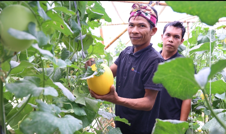 Kelompok Pembibitan Eco Agrotomation Binaan PT Bukit Asam Panen Perdana Melon Premium