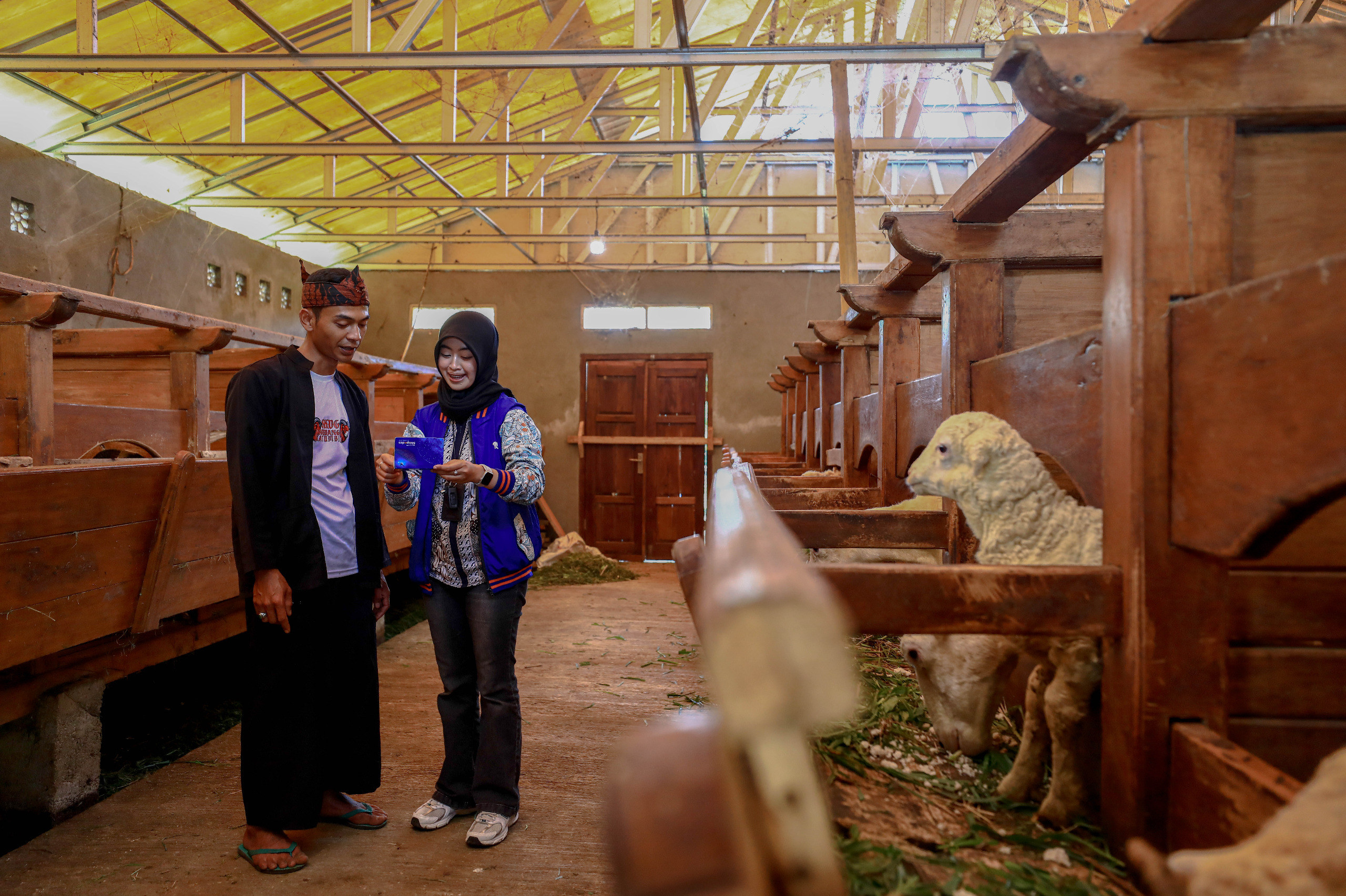 Idul Adha Jadi Momentum, BRI Peduli Tingkatkan Produktivitas Peternak Domba di Desa BRILiaN Sukalaksana Garut